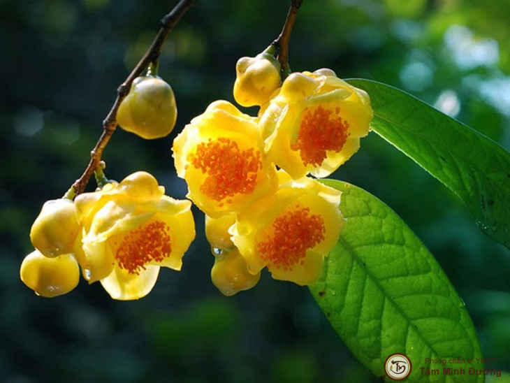Tìm hiểu về trà hoa vàng là cây gì?
