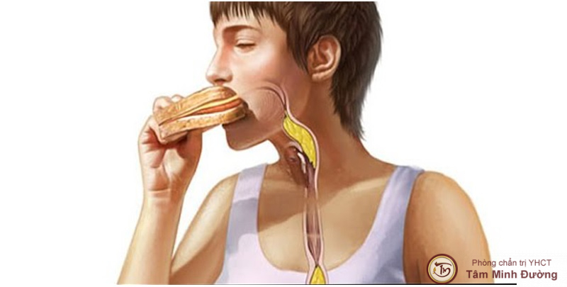 Quá trình tiêu hóa thức ăn ở khoang miệng