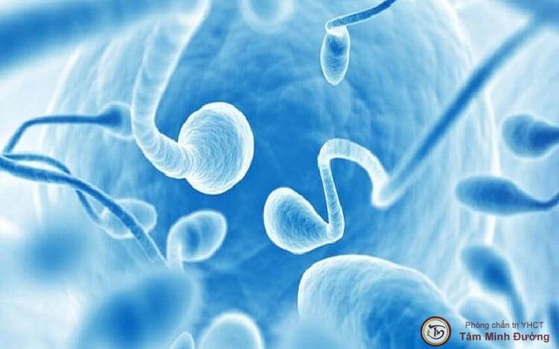Xuất tinh sớm có ảnh hưởng đến chất lượng tinh trùng không