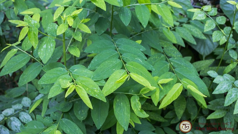 Chữa bệnh yếu sinh lý bằng rau ngót rất an toàn mà hiệu quả