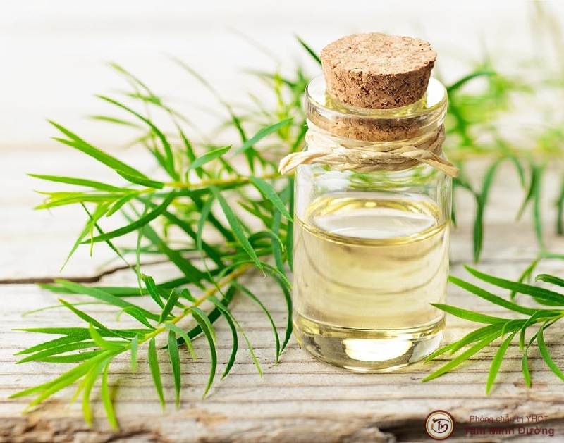 Dầu tràm trị ho có được không?