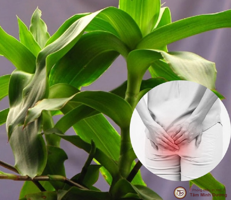 Cây lược vàng chữa trĩ không?