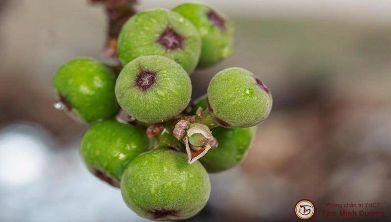 Quả sung chữa bệnh trĩ có hiệu quả không?