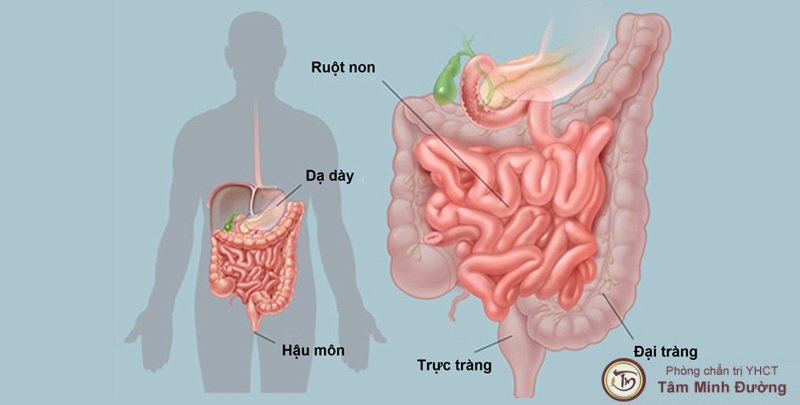 Quá trình tiêu hóa thức ăn ở ruột non